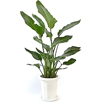 61b14AEW+DL._AC_UL210_SR210,